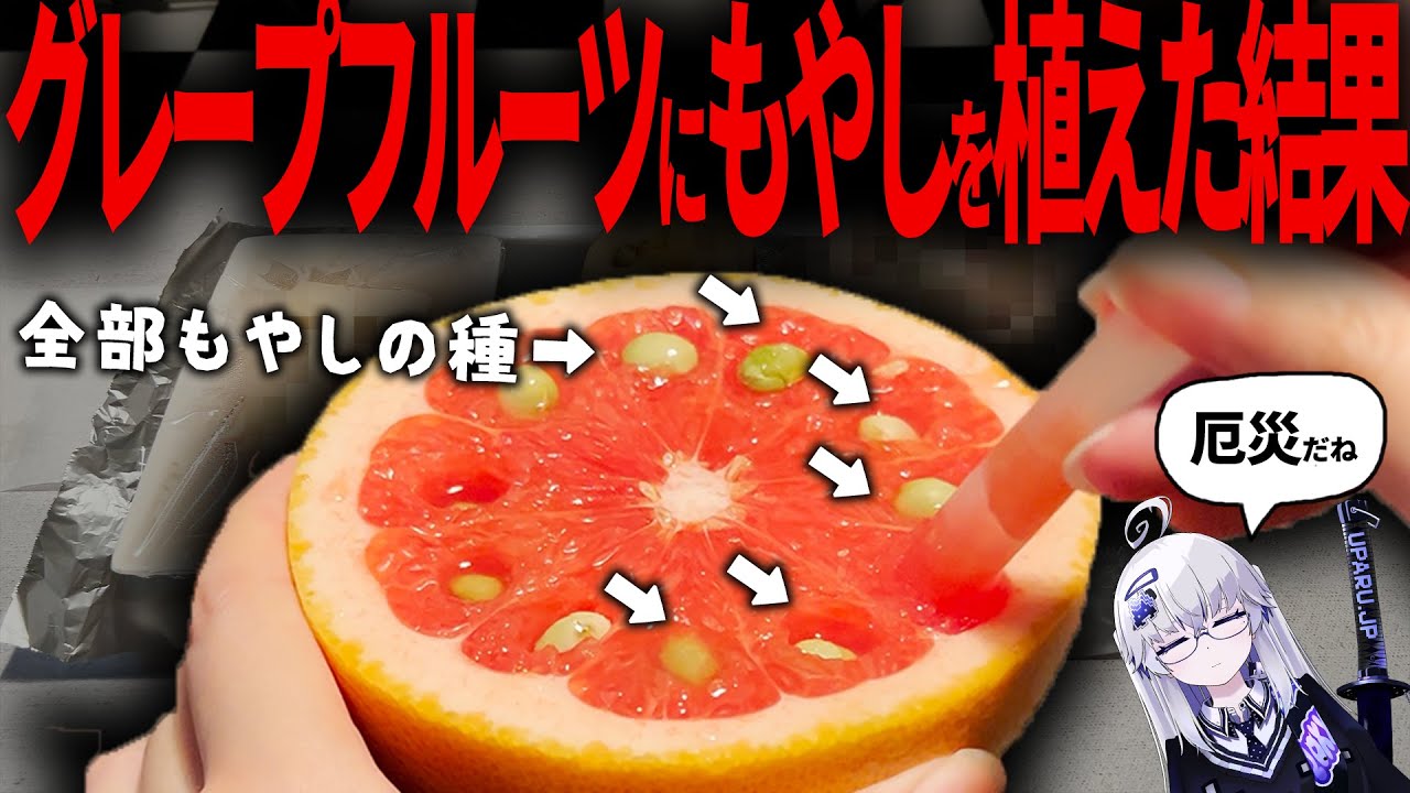 【呪物】もやしを寄生させたら最悪の結果になった&hellip;&hellip;【VEE/亞生うぱる】