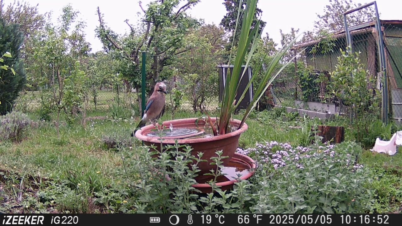 From the life of the birdhouse. vol.10 . Ze života ptačí budky