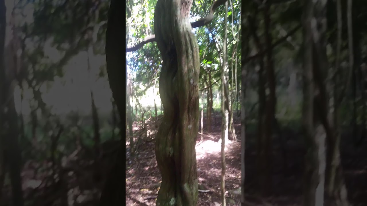 CIPÓ - ESCADA - DE - MACACO MUITO BOM PARA CHÁ