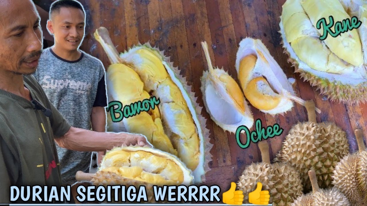 Durian bawor vs duri hitam (ochee) vs kane di satu pohon #viral