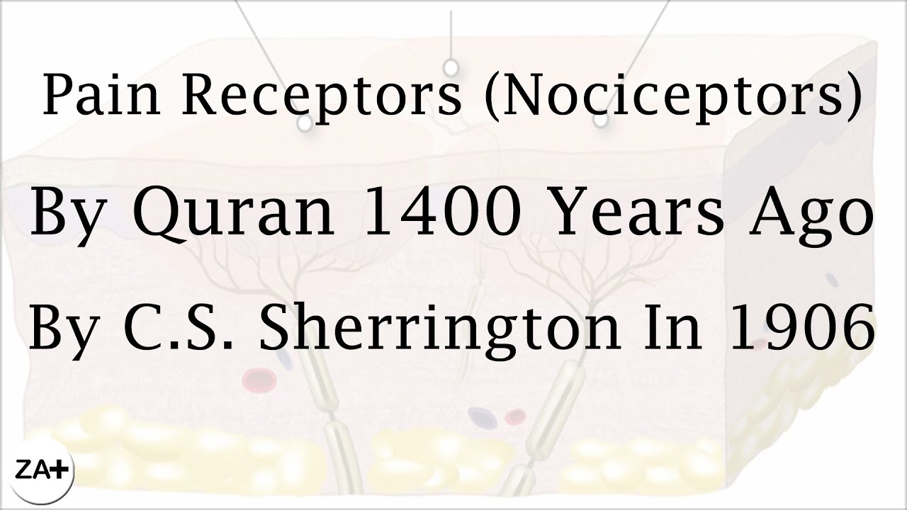 Pain Receptors (Nociceptors) || By Quran 1400 Years Ago || By Charles Scott Sherrington In 1906