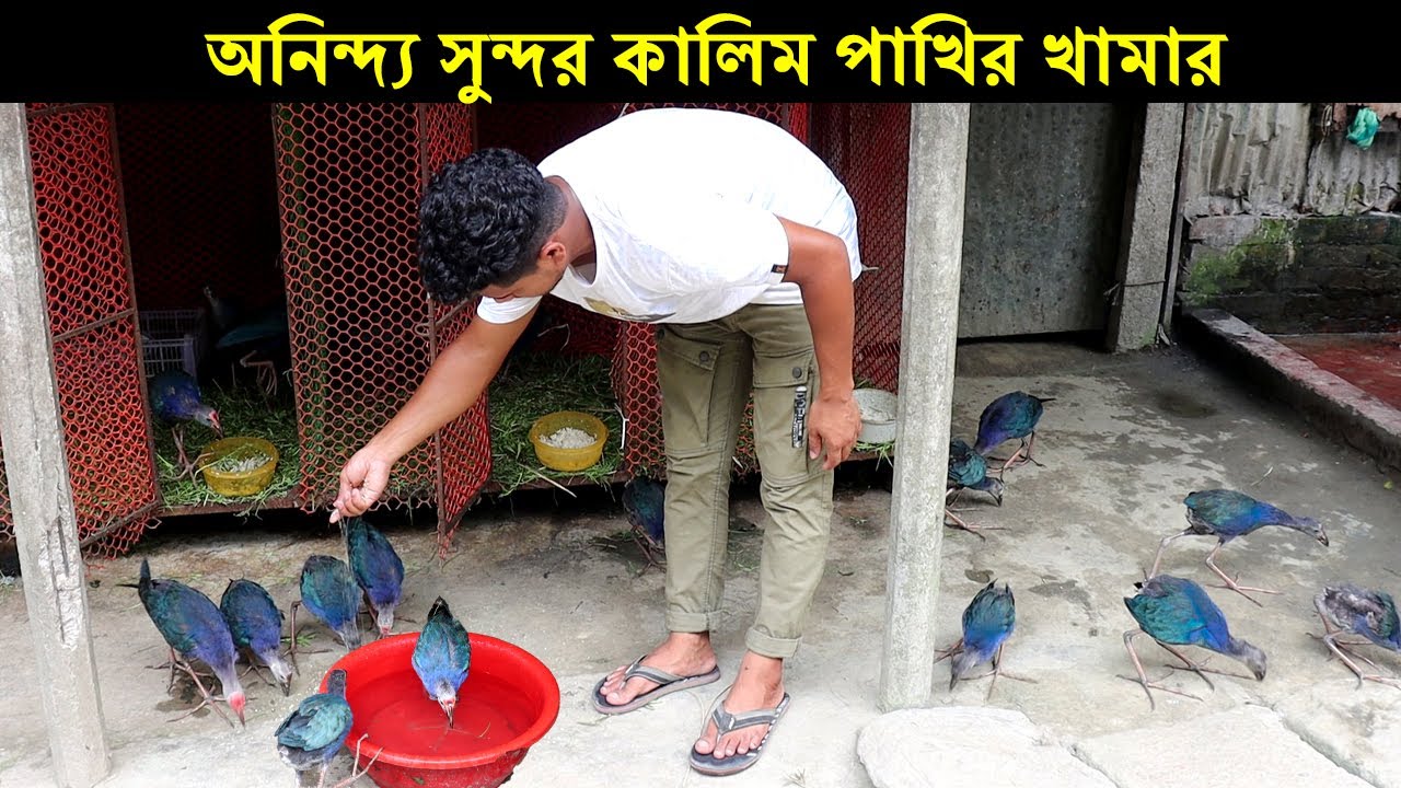 কলেজে পড়াশোনার পাশাপাশি কালিম পাখির খামার করে সফল ময়মনসিংহের আসাদুজ্জামান।