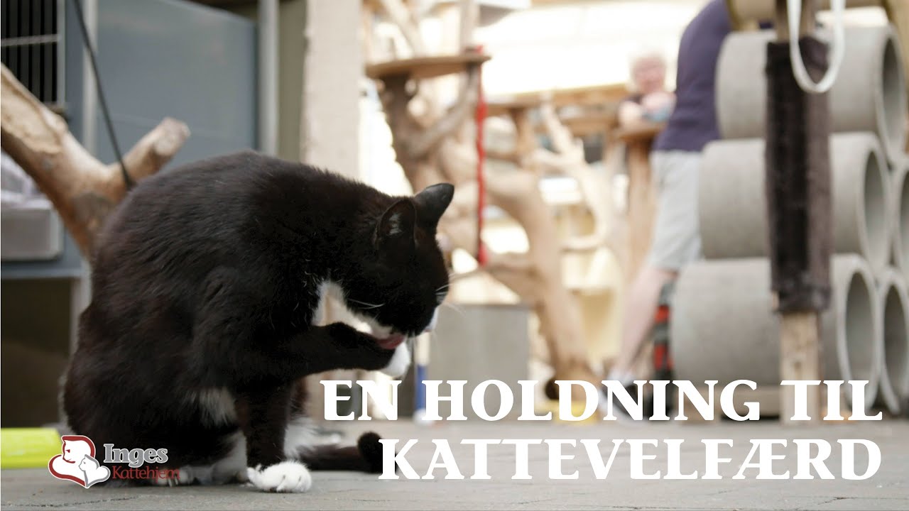 Inges kattehjem - en holdning til kattevelfærd