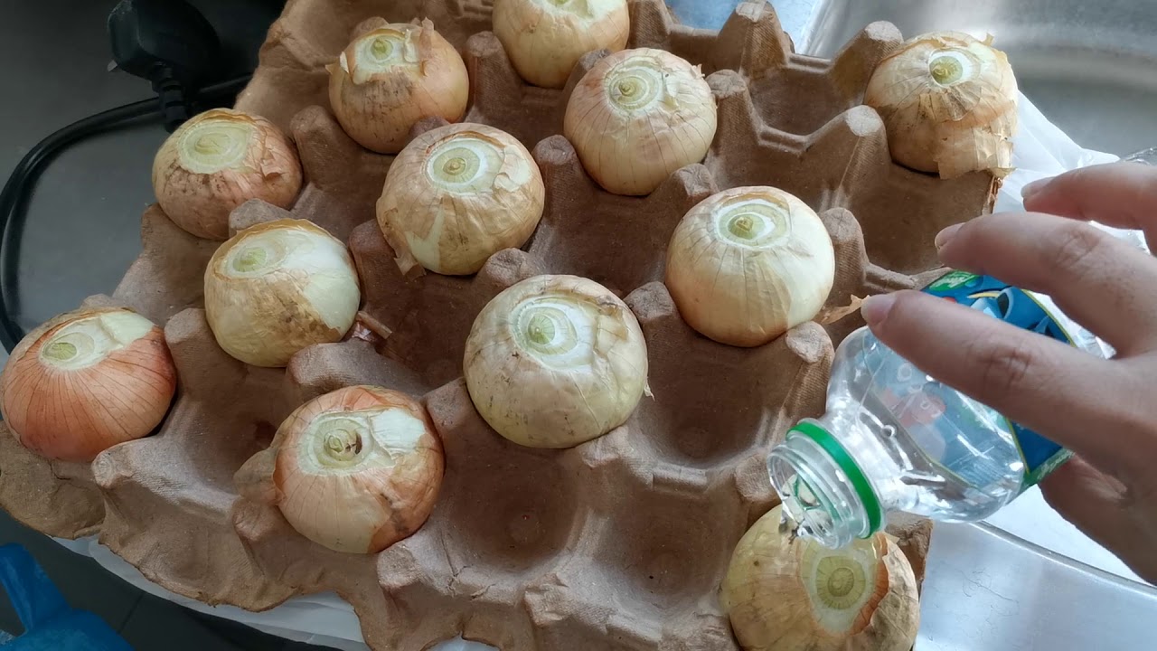 Onion experiments/tutubo kaya to?