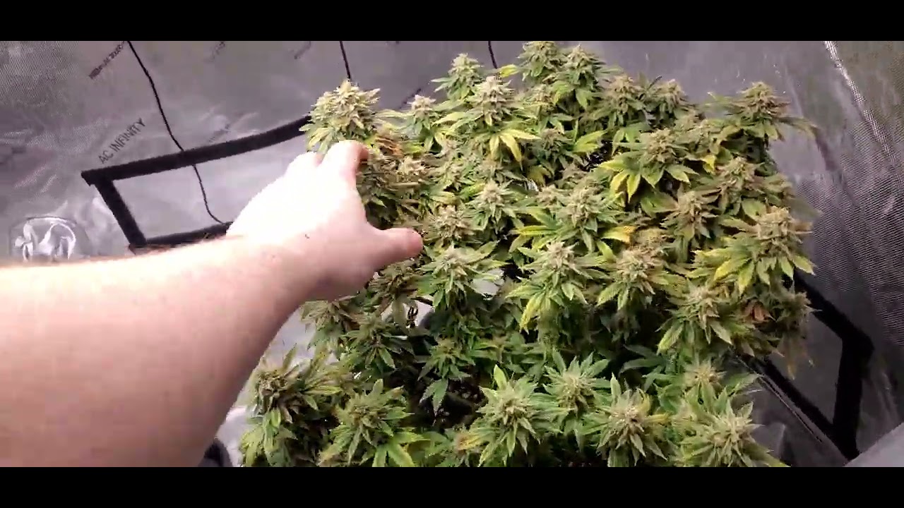 ilgm sour diesel week 8 of flower