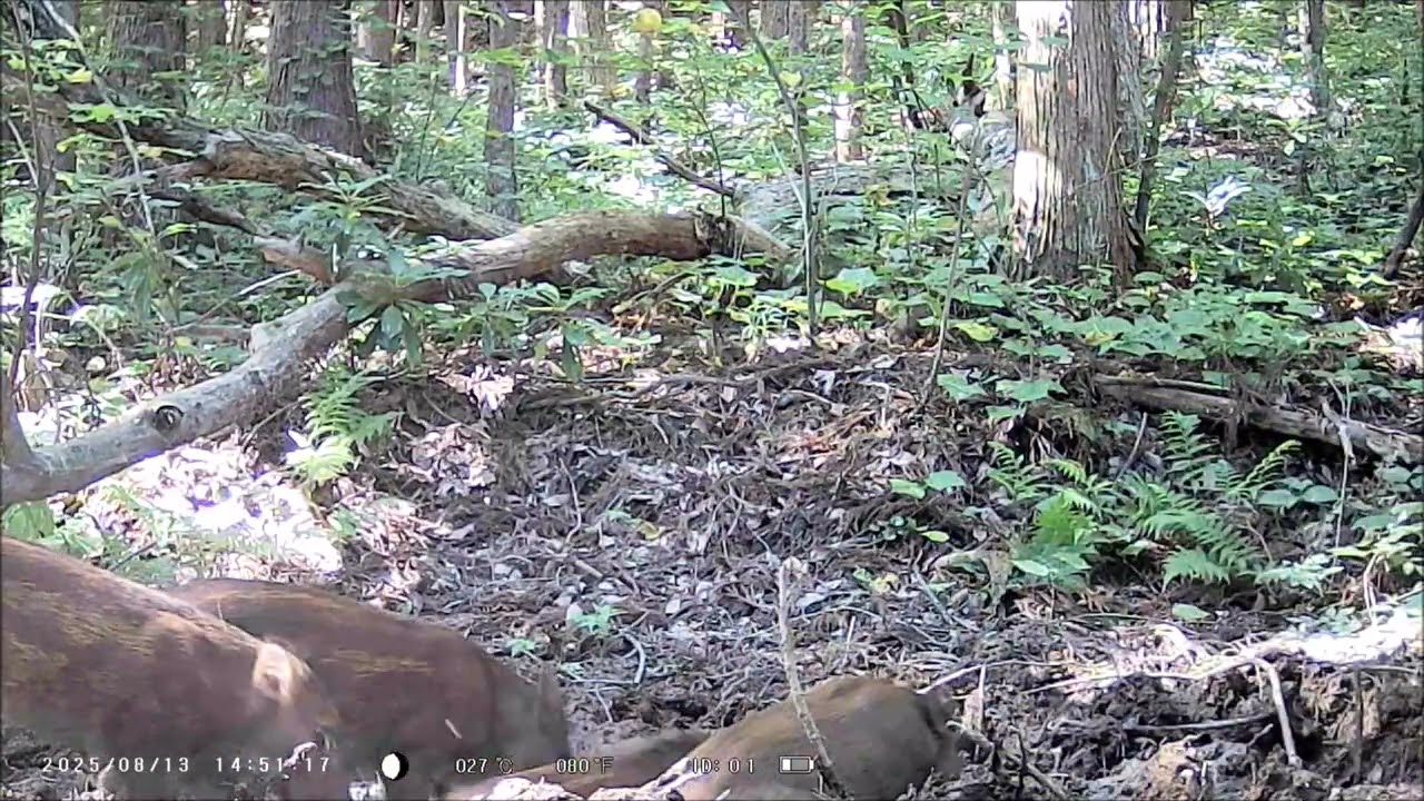Boars looking for water