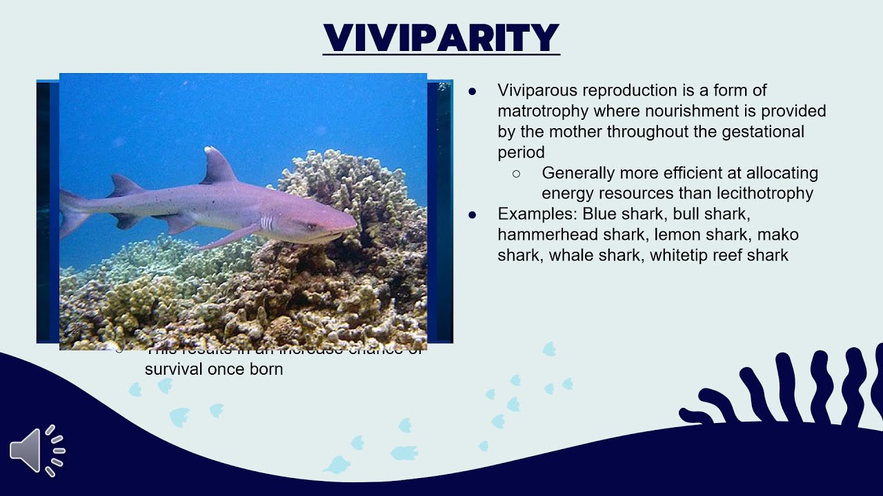 Shark Reproduction & Parental Care By Julie Leger