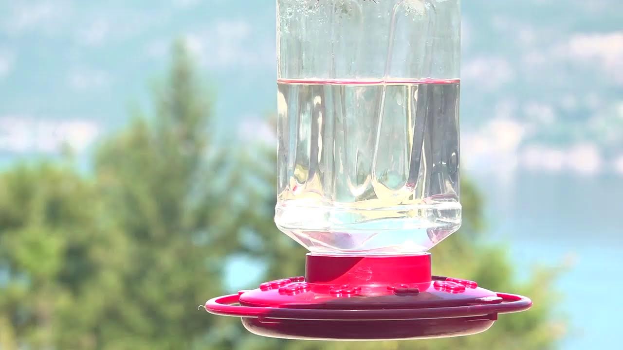 Hummingbirds LIVE  Okanagan Lake, BC #nature #vernonbc #wildlife