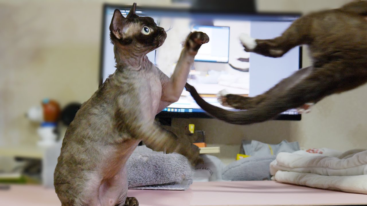 Cute cats funny playing moment 😄