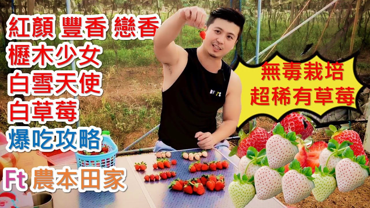 【草莓吃到飽】跨年要幹嘛~當然是採草莓。戀香、豐香、香水、紅顏、桃薰、白雪天使白草莓、佐賀白草莓、櫪木少女，滿滿草莓香氣。＃農本田家＃戀香＃草莓