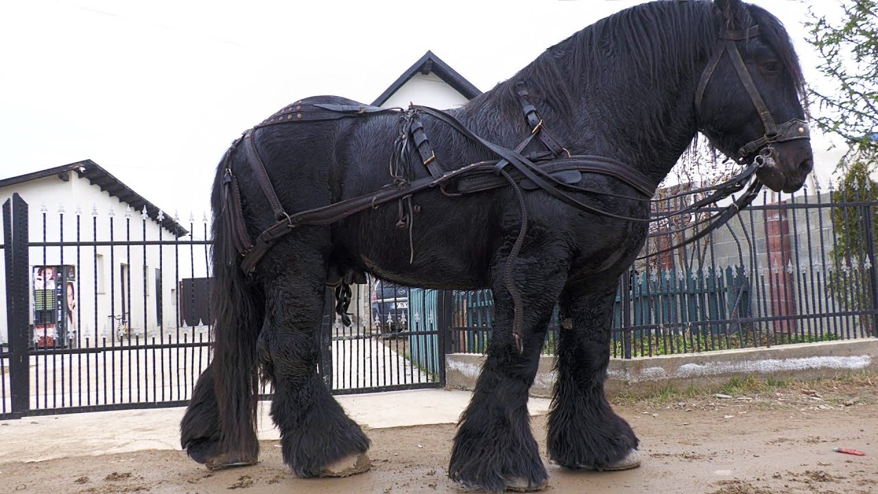 Armăsar 3 ani 1000 kg. Florin de la Marginea - Bucovina 2023