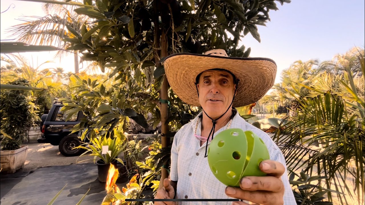 Fruit Huggers Avocado Protection Cones