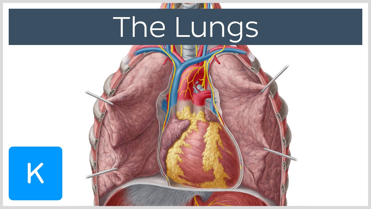 Lungs: Definition, Location & Structure - Human Anatomy |&nbsp;Kenhub