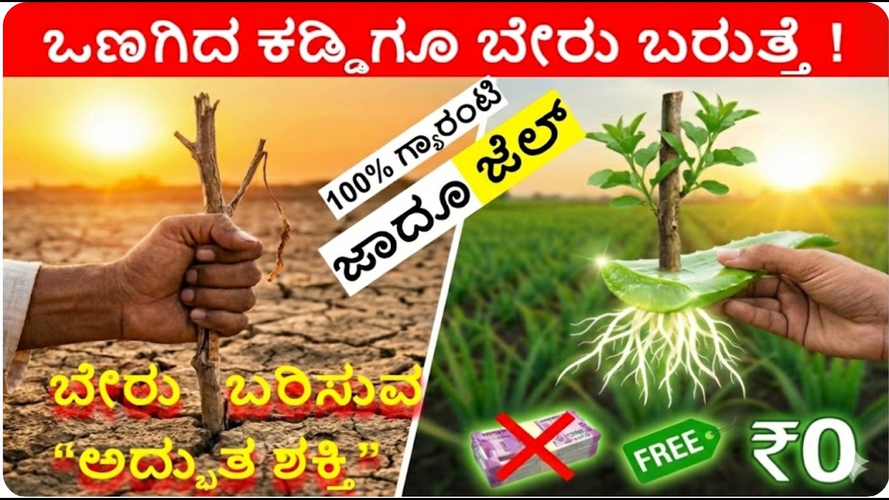 ರೈತರೇ, ಪೂರ್ವಜರ ಈ ರಹಸ್ಯ ನಿಮಗೆ ಗೊತ್ತಾ? ಹೊಲದ ಬದಿಯಲ್ಲೇ ಜಾದೂ ಗಿಡ - ಅಲೋವೆರಾ|Ancient farming methods INDIA