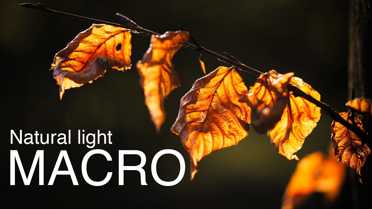 Macro Photography: Using Natural Light