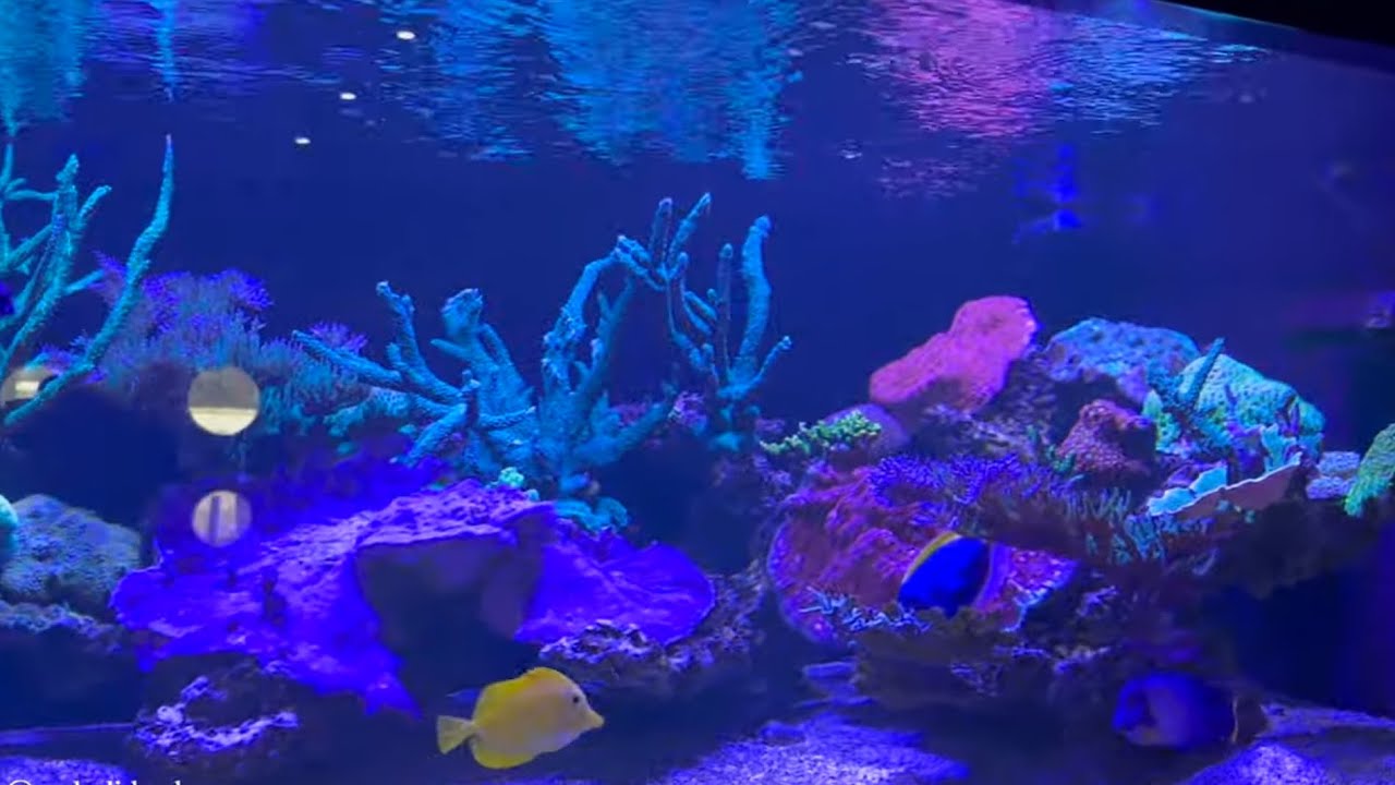 Tuzlu Su Akvaryumu Kurulumu Ve Balıkları İle İlgili Bilgiler / AquaBlue