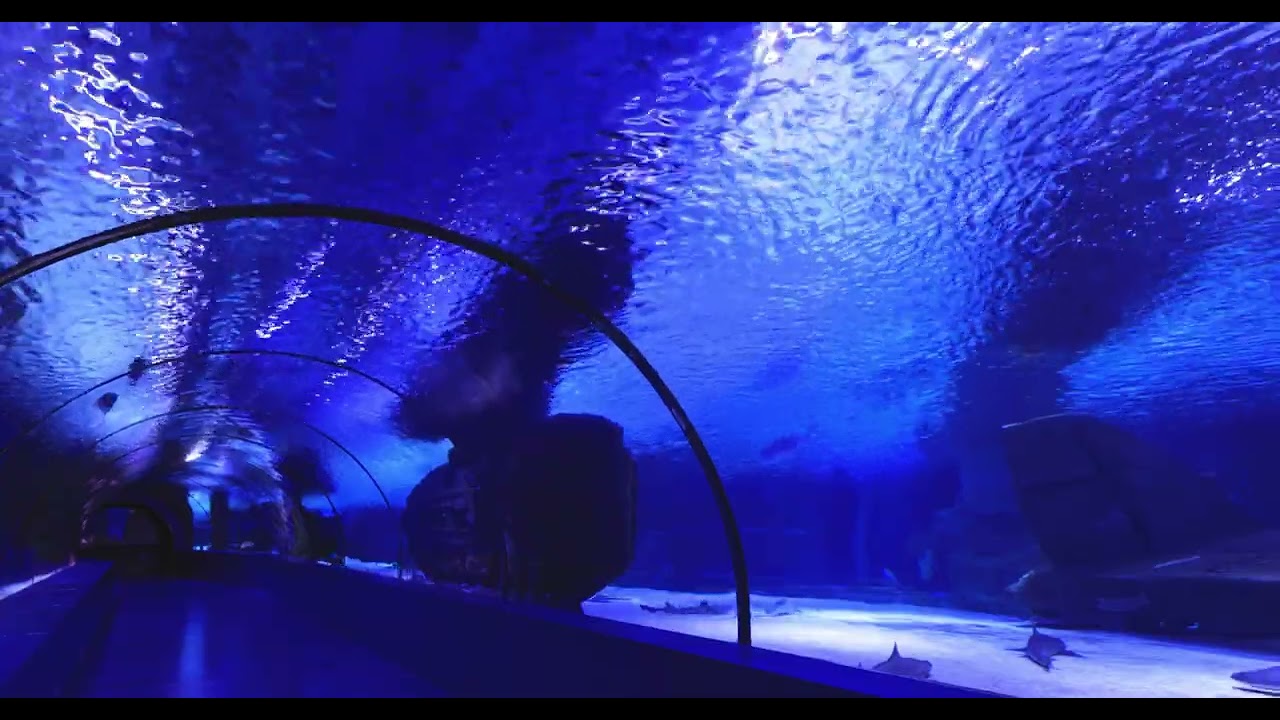 24 Ocean Tunnel in an Aquarium #shorts ,#underwaterlife ,#ocean ,#mystery ,#corals ,#