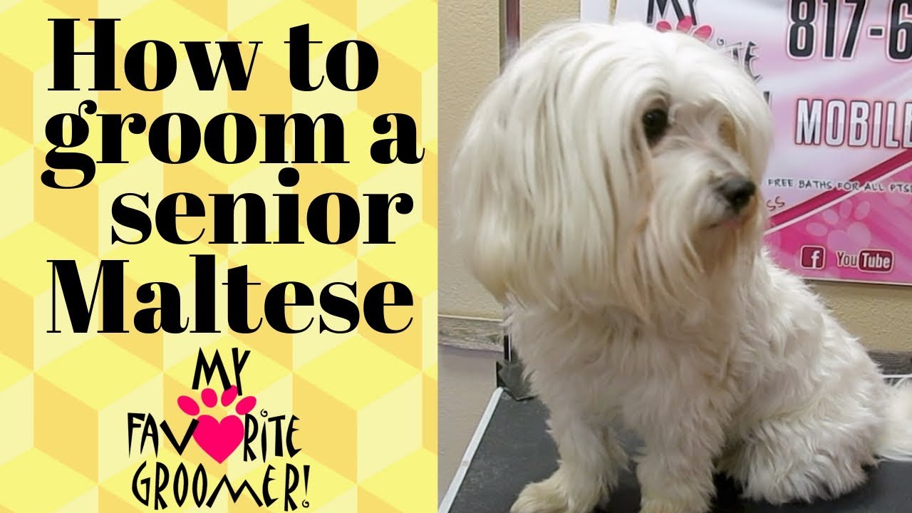 How to groom a senior maltese