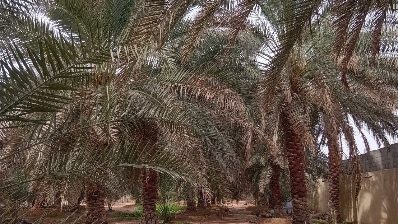 مزارع سعودی عر ب    کھجوروں کا باغات