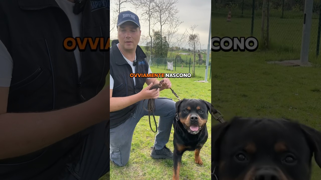 CHE CANI I ROTTWEILER🐶😍 #ilregnodelcane #rottweiler #rottweilerita #perte #cinofilia #cani