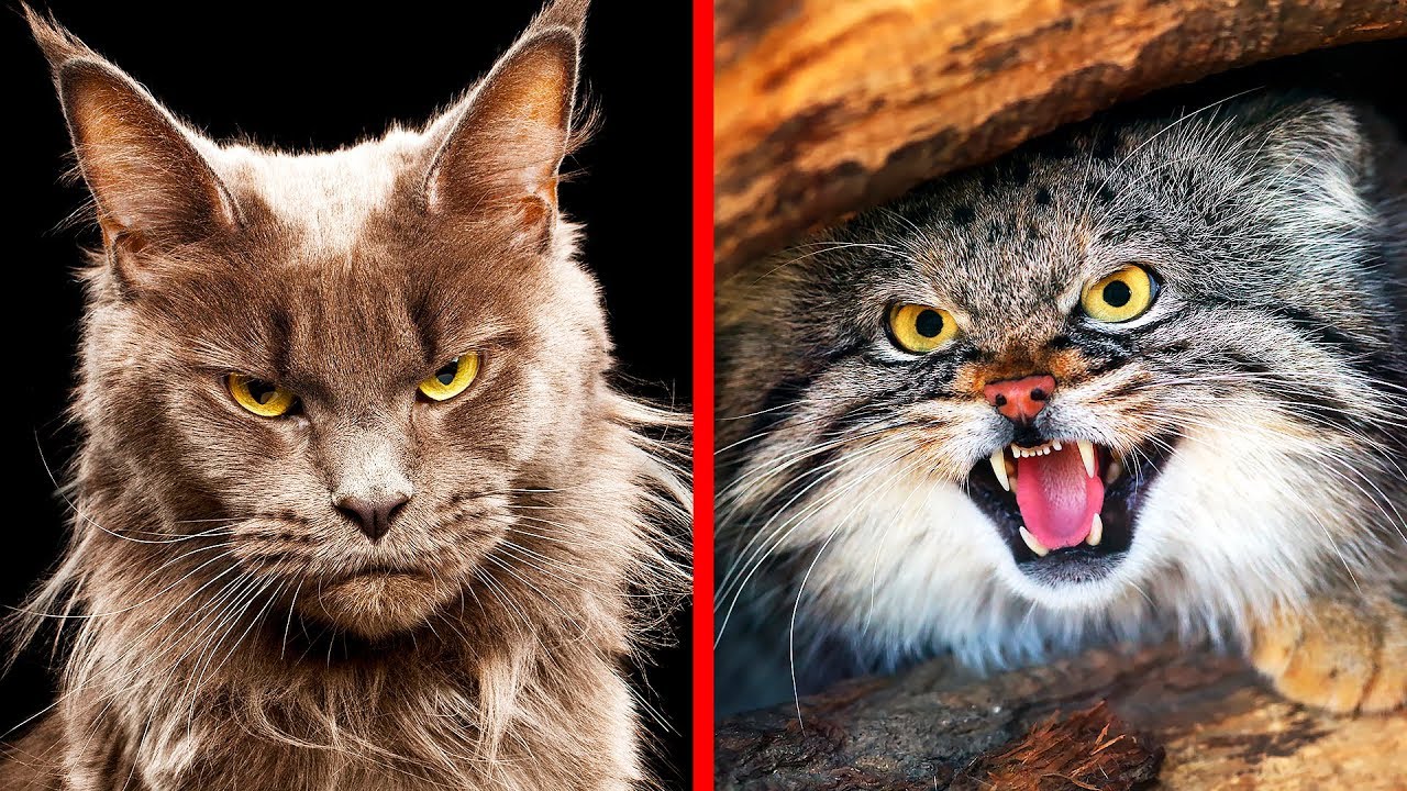 Les 10 Races de Chats Les Plus Dangereuses au Monde