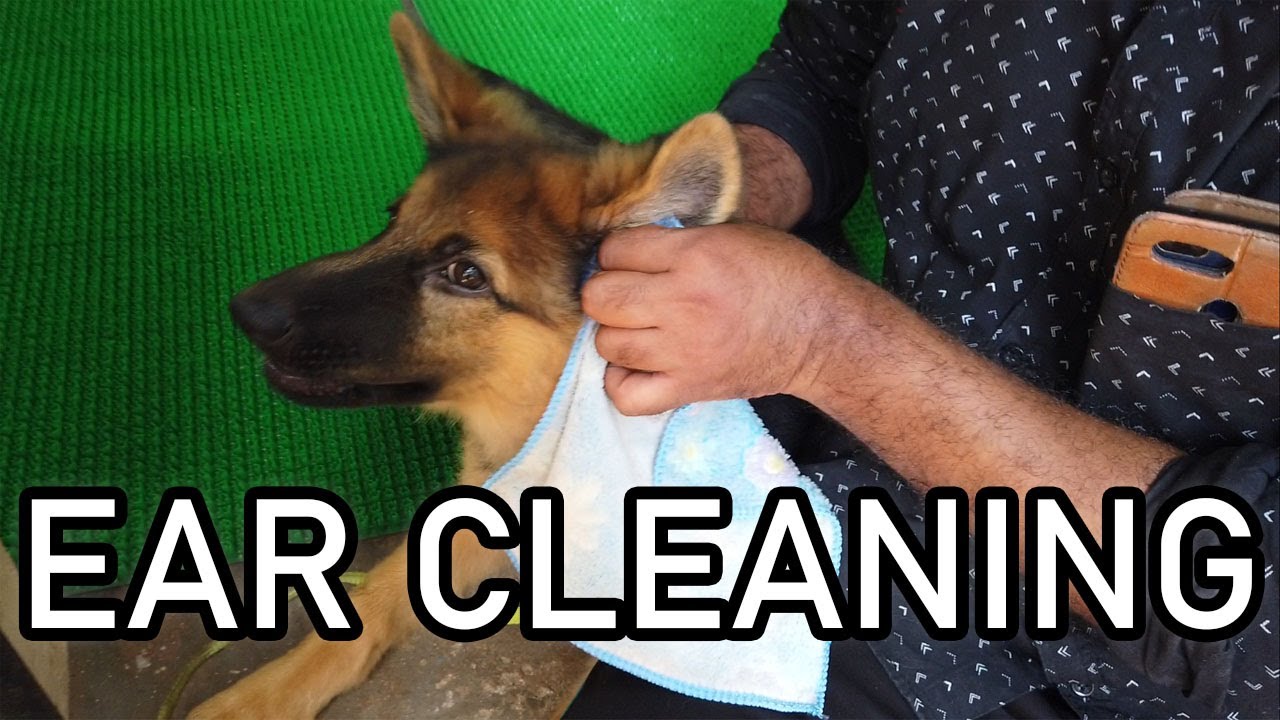 🧐👂👂How To Safely clean puppy ears| Dog training | ear cleaning | വളര്‍ത്തു നായയെ പരിശീലിപ്പിക്കാം