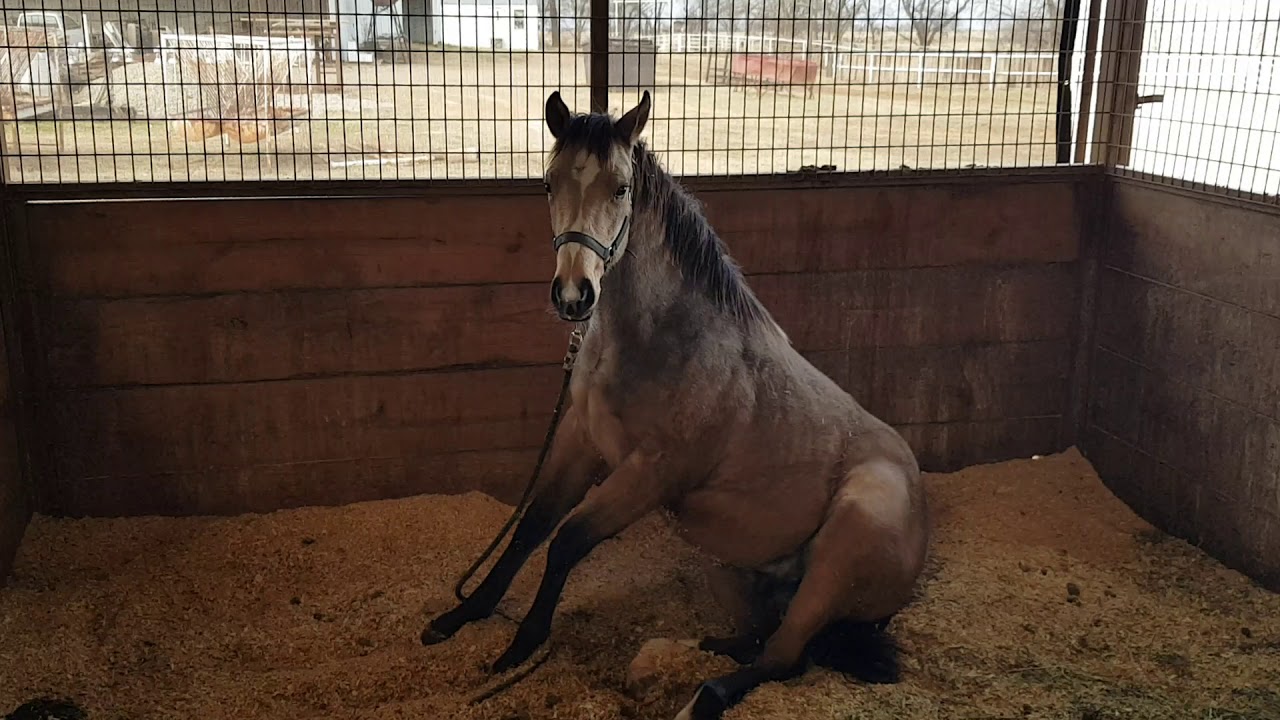 Visita a Silver Spurs Equine Oklahoma - Potros de Destete