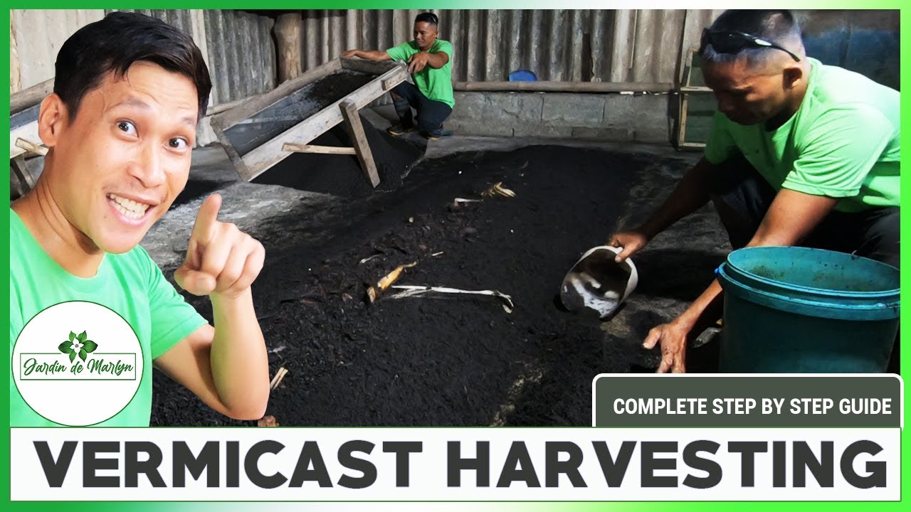 HOW TO HARVEST YOUR VERMICAST OR WORMCAST