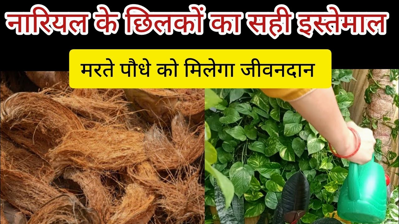 🟢 नारियल के छिलकों का बागवानी में कैसे इस्तेमाल करें /नारियल के छिलकों से कोकोपीट कैसे बनाएं 🌿