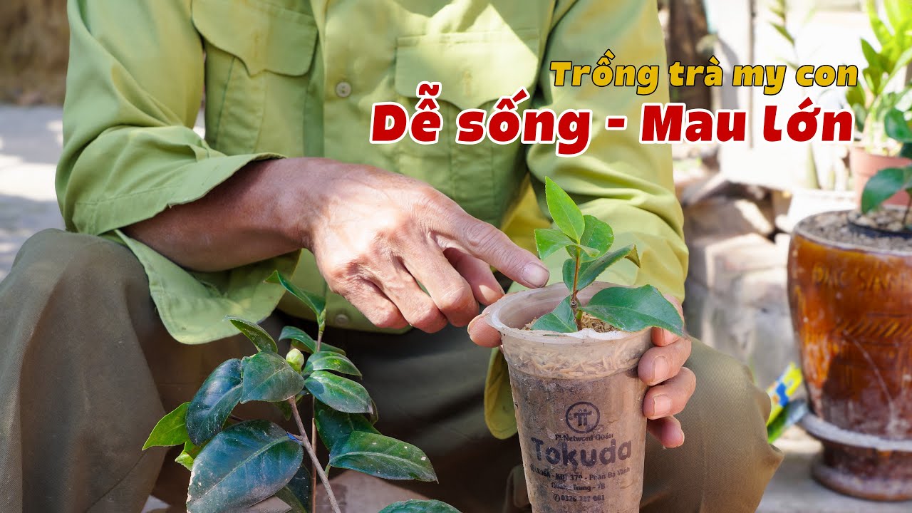 Kinh Nghiệm Trồng Và Chăm Sóc Cây Trà My Con |Bác Nông Dân TV