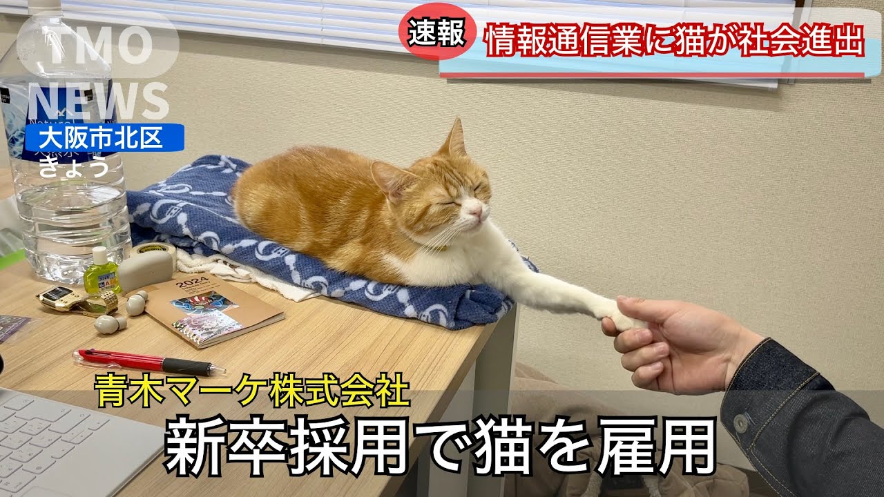 【🚨猫が社会進出】新卒採用で猫を雇用！社長の座を狙っていると野心をあらわに