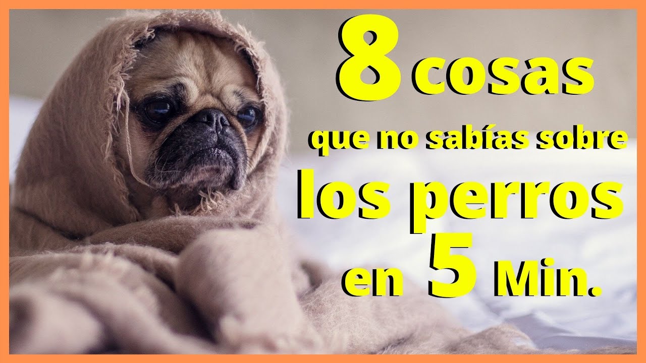 8 Datos cient&iacute;ficos que no sab&iacute;as sobre los perros en 5 Min. | Todos Sabios
