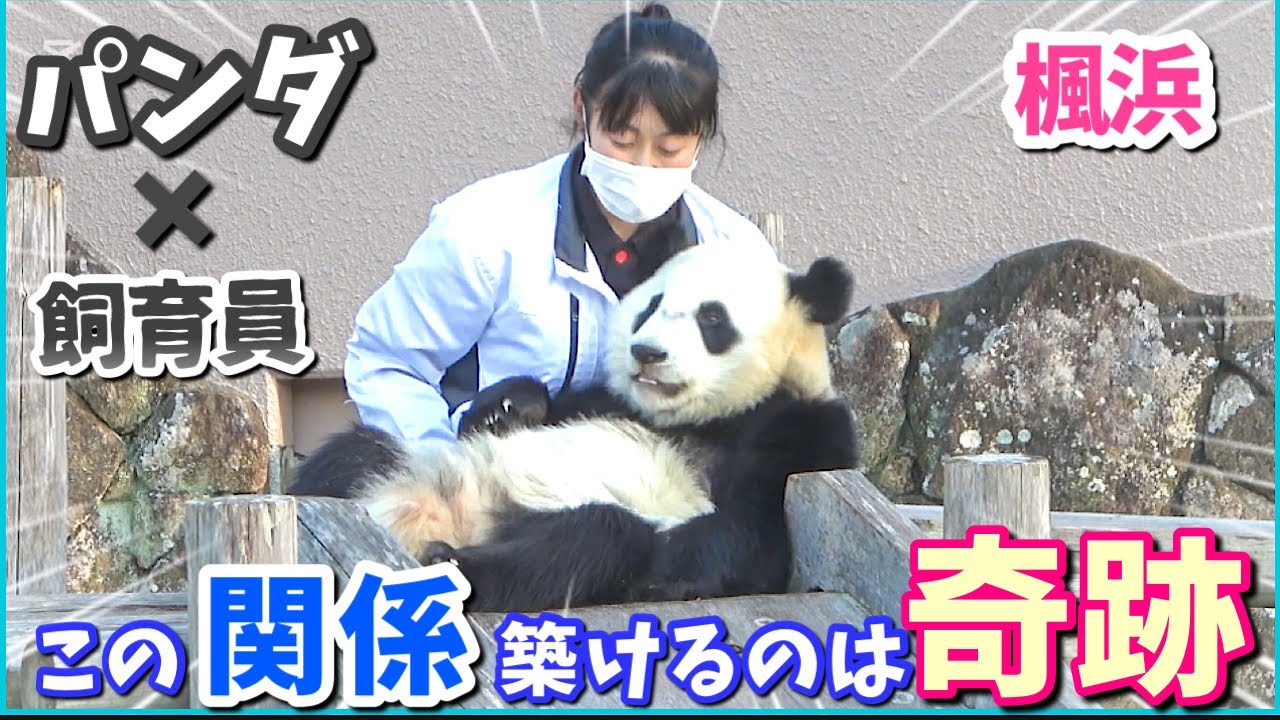 【中国返還•保存版】赤ちゃんパンダ楓浜と飼育員の感動ストーリー🐼心に刻みたい！