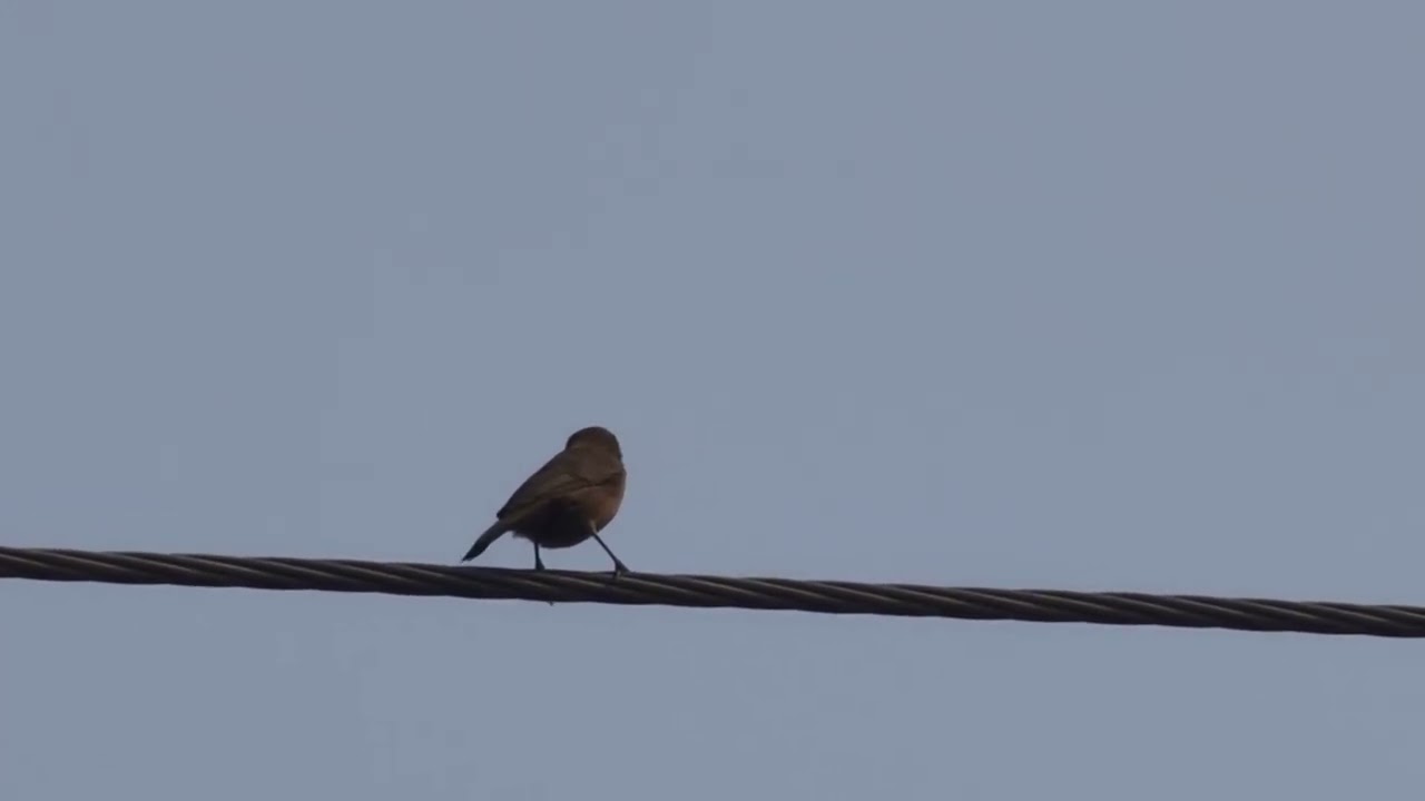 Bird on power lines 