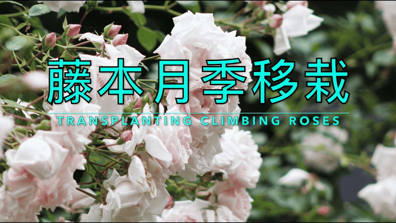 大胆尝试：2年半地栽新曙光移栽全过程（成活关键揭秘）｜Bold Experiment: Transplanting a 2.5-Year-Old New Dawn Climbing Rose