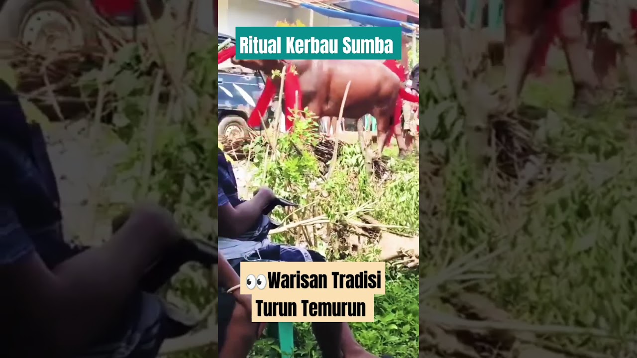 Warisan Budaya #tradisi #sumba #budaya #adat #tradisi #budaya #tradisileluhur