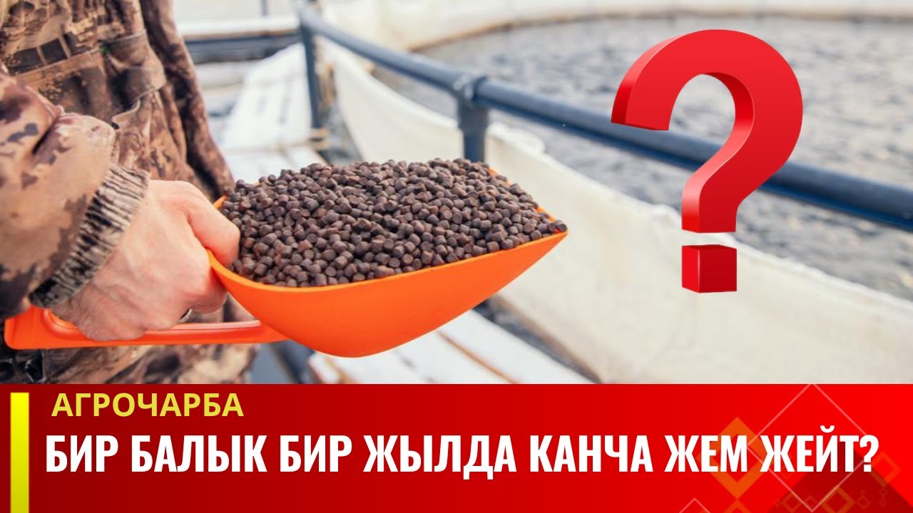 Бир балык бир жылда канча жем жейт? | Агро Чарба