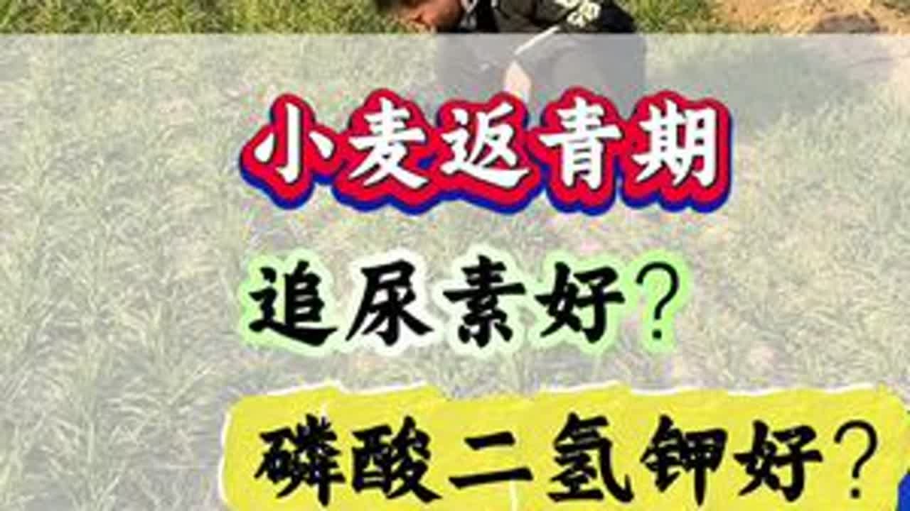 小麦返青期，追尿素好？追磷酸二氢钾好？#小麦管理#小麦高产#小麦种植#小麦追肥#三农