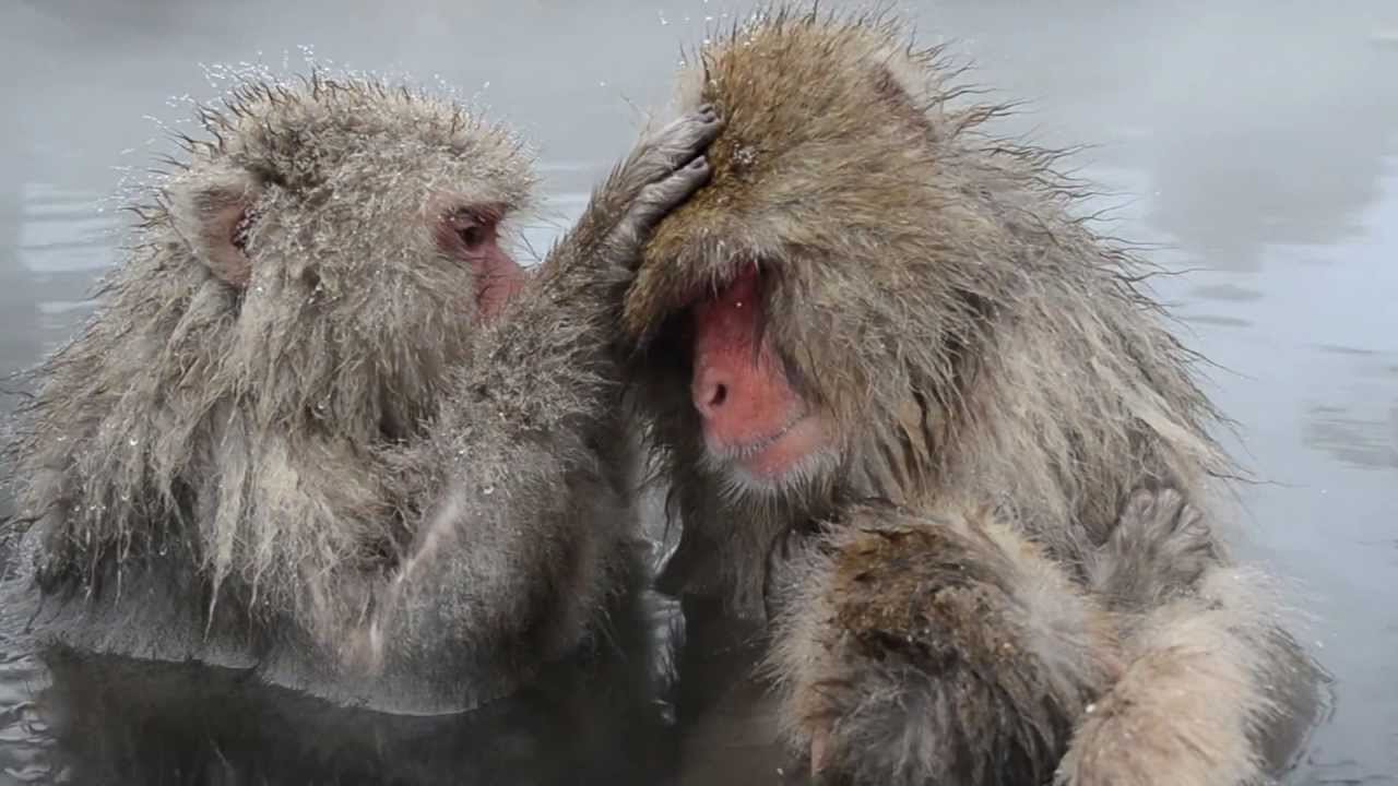 Japon, ShigaKogen, Parc de Jigokudani, épouillage des singes dans un onsen