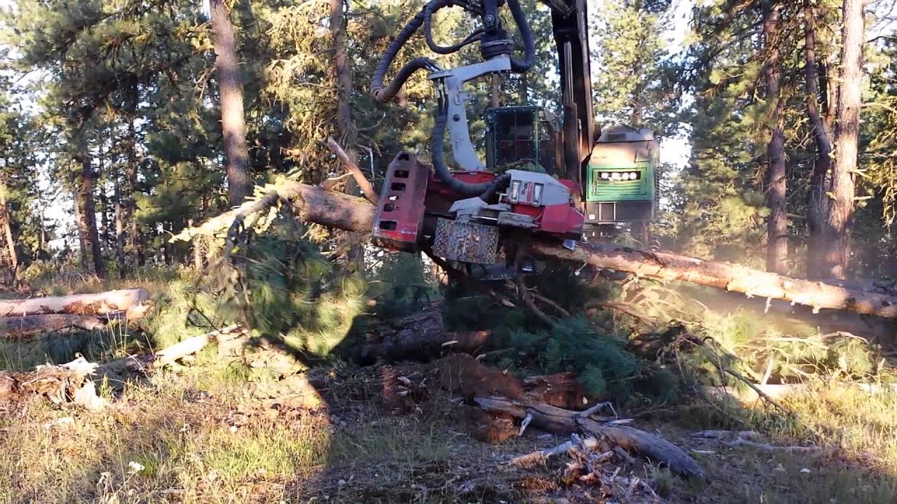 Processing logs in the brush on dry pine forest July 2014 (2nd video)