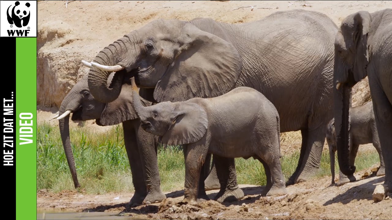 Hoeveel weegt een olifant?