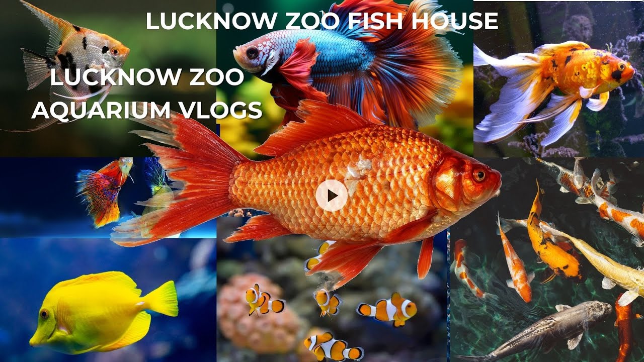 Lucknow Zoo Aquarium ( Lucknow zoo fish house ) Delhi to Lucknow vlog part 9 #ytstudio #vlog 
