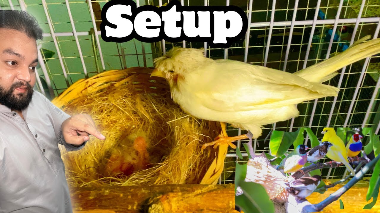 Canary finch breeding setup ||Exotic finches breeding setup in Gujranwala || #foryou #trendingshorts