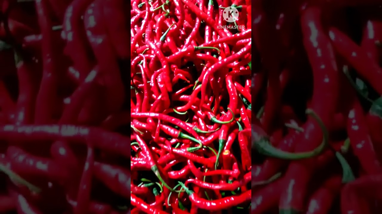 HARGA CABE HARI INI DI PASAR INDUK MAKIN MEROKET#SHORTS