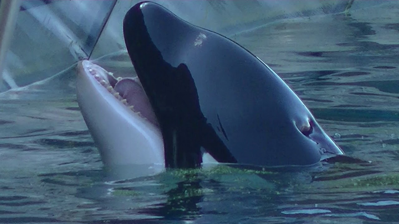 Orca Presentation (Full Show) June 6, 2019 - Marineland of France