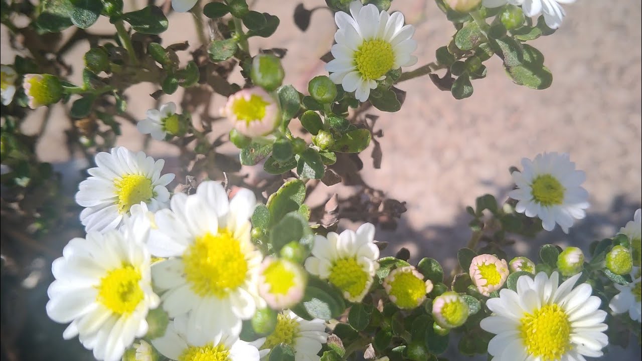 como fazer a planta cris&acirc;ntemo florir mas r&aacute;pido
