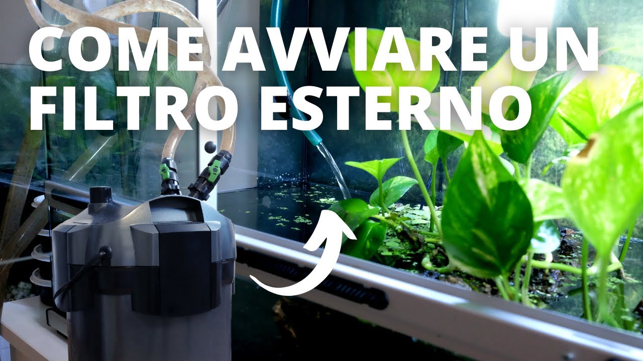 FILTRO ESTERNO per Acquari: come avviarlo FACILMENTE -  Trucco - TartaGuida