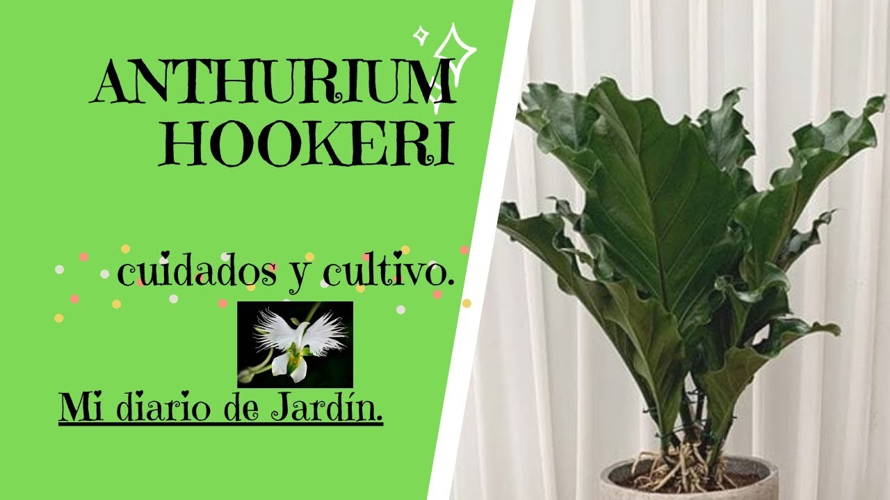 EL ANTHURIUM HOOKERI, GIGANTE O JUNGLE KING, cuidado y cultivo, Mi diario de Jardin