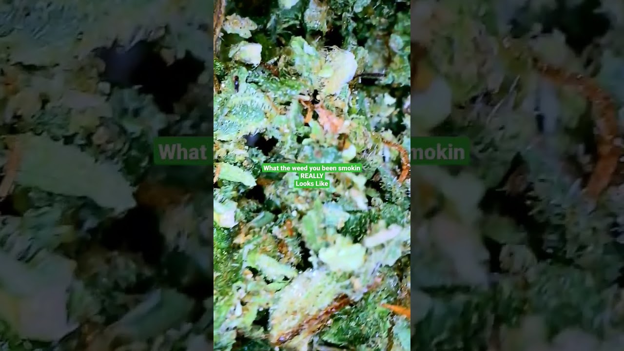 WHITE WIDOW A MICROSCOPIC BUDSEYE  VIEW. Ever wonder what the WEED we SMOKE REALLY Looks Like?