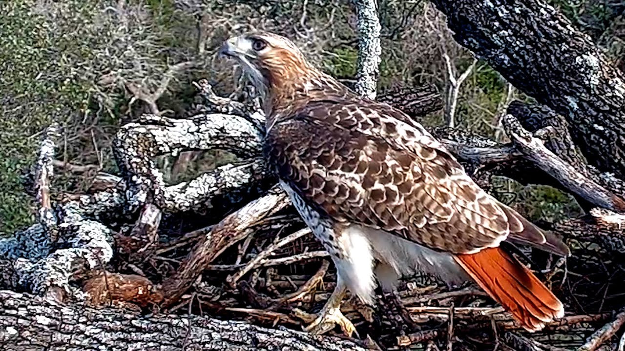 Red-tailed hawk up on the nesting platform
